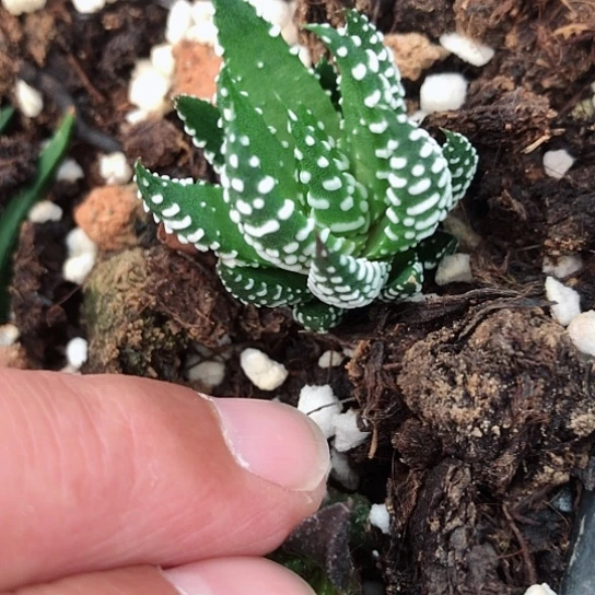 8**5小白鸽硬叶硬叶子