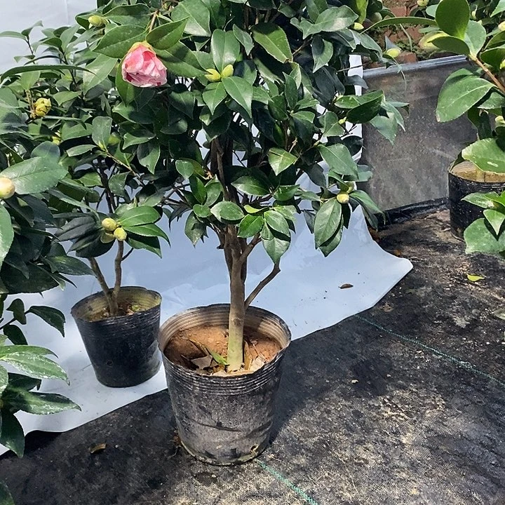 五色赤丹五色赤丹茶花