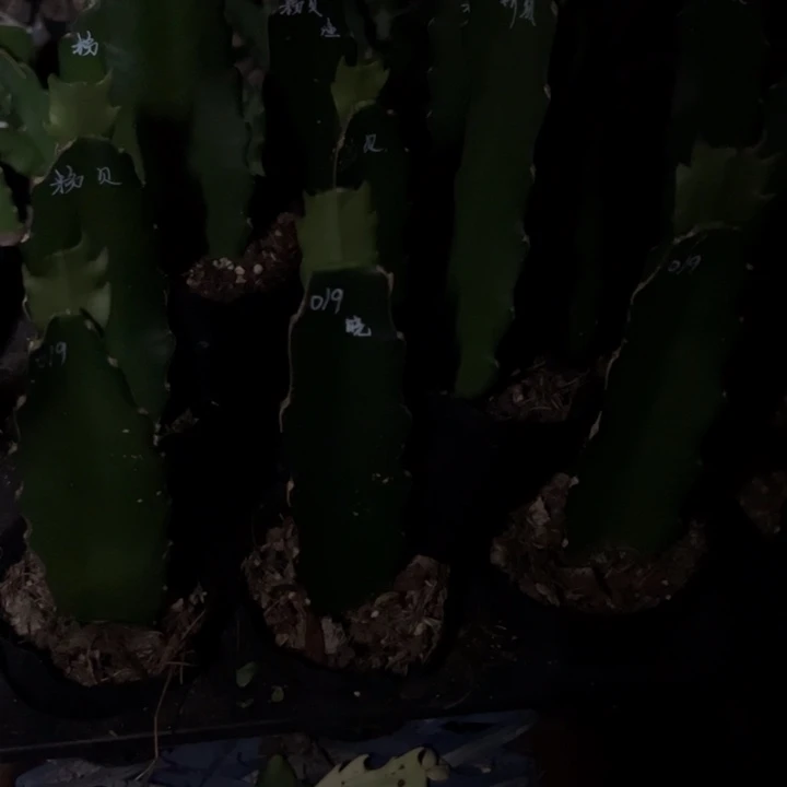 老***1天使羽毛，火花，12颗三角小苗