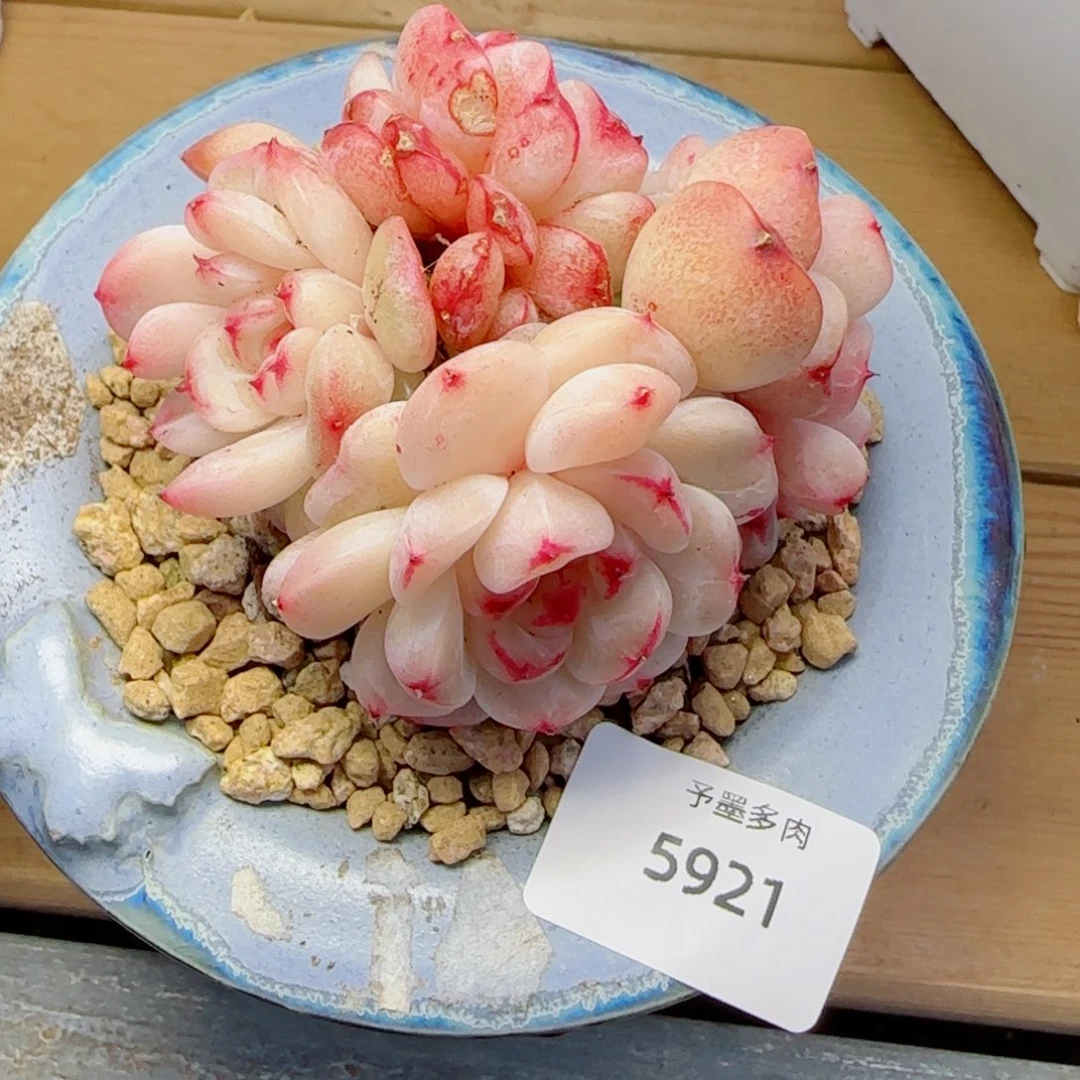 白底天鹅绒，5921多肉植物