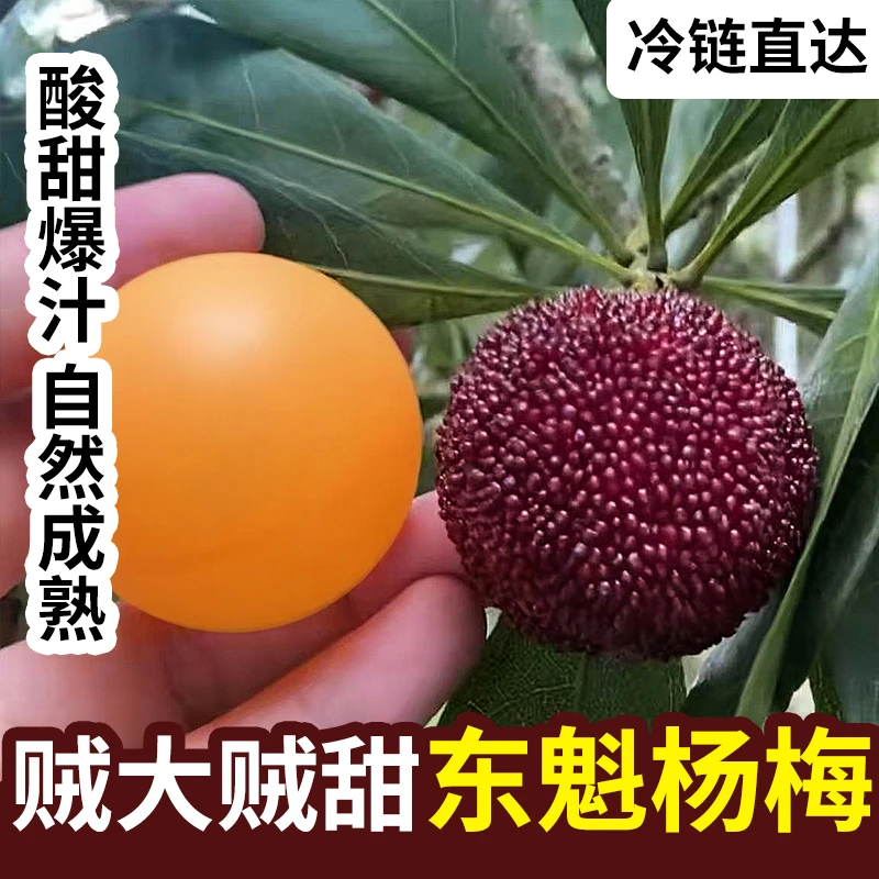 正宗浙江仙居东魁杨梅现采现发新鲜多汁应季水果送礼礼盒顺丰冷链