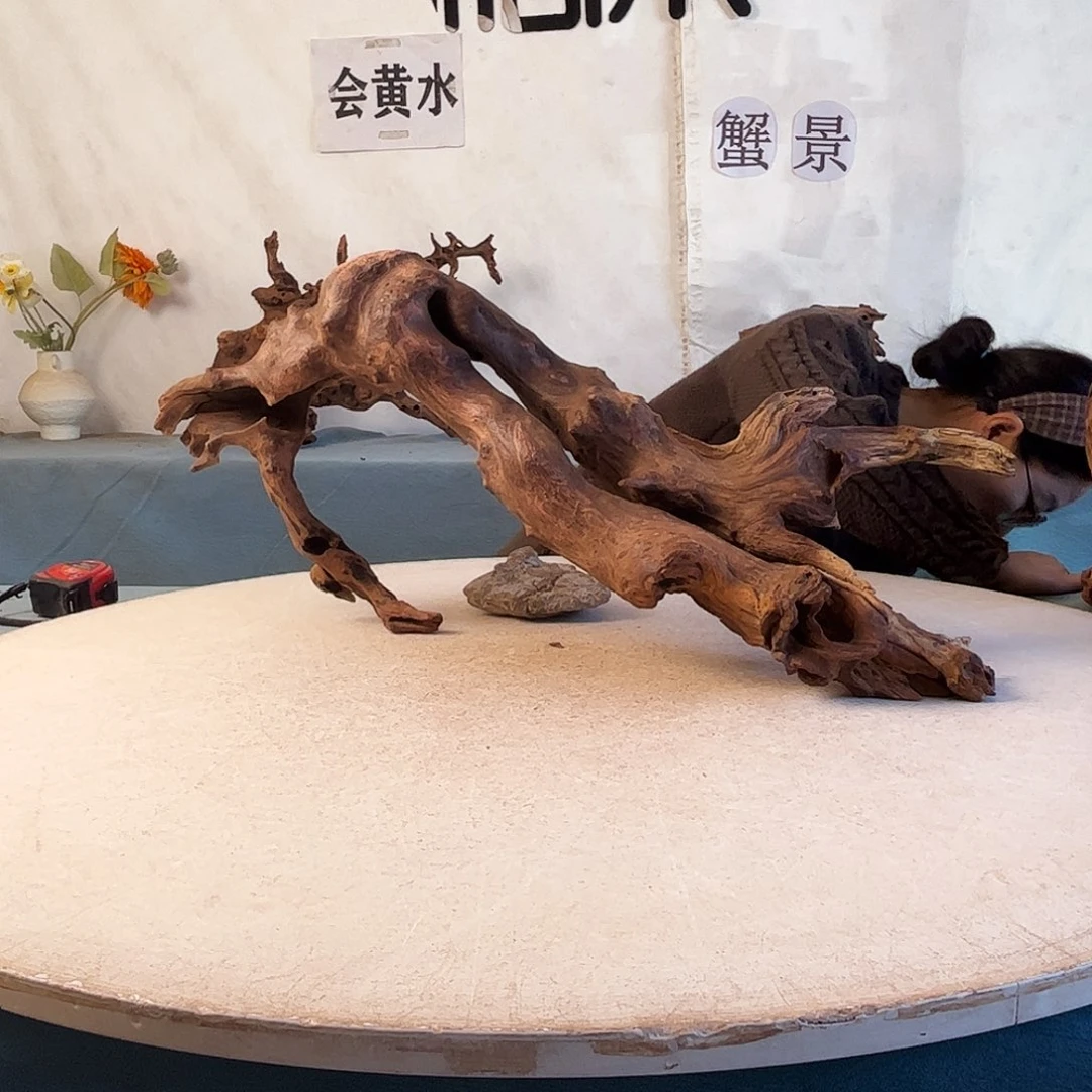 沉木造景寄居蟹造景