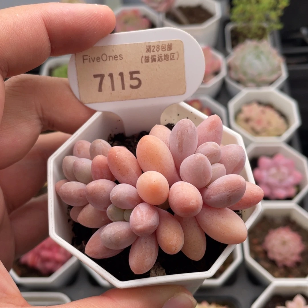 粉色恋人7115-7厘米