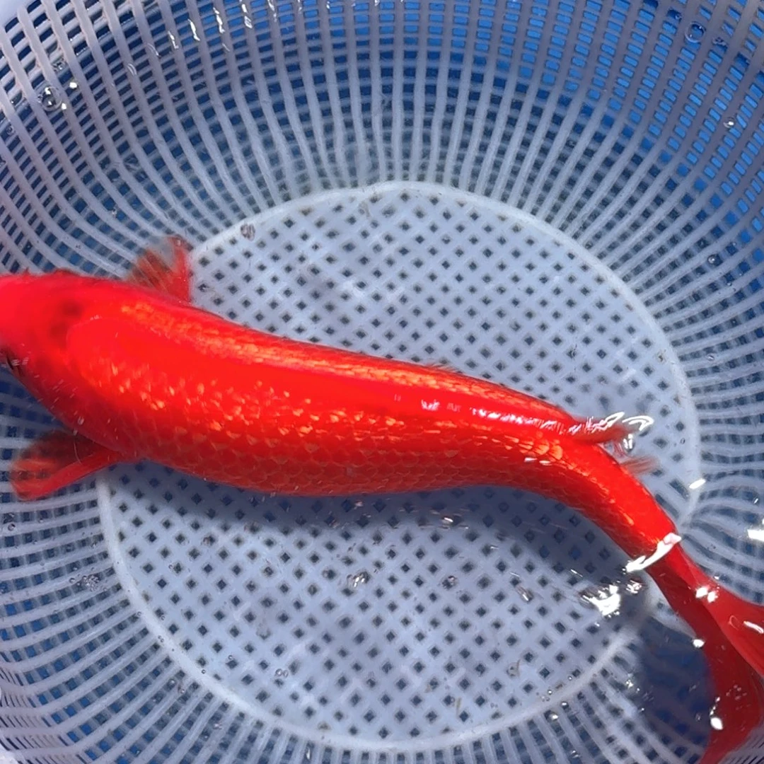 锦鲤精品甄选血统锦鲤