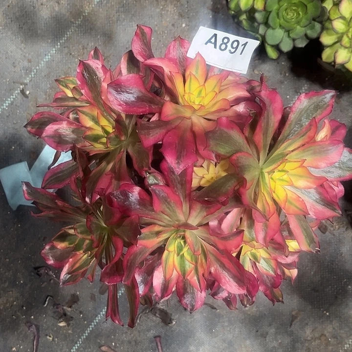 891魅影法师砍过多肉