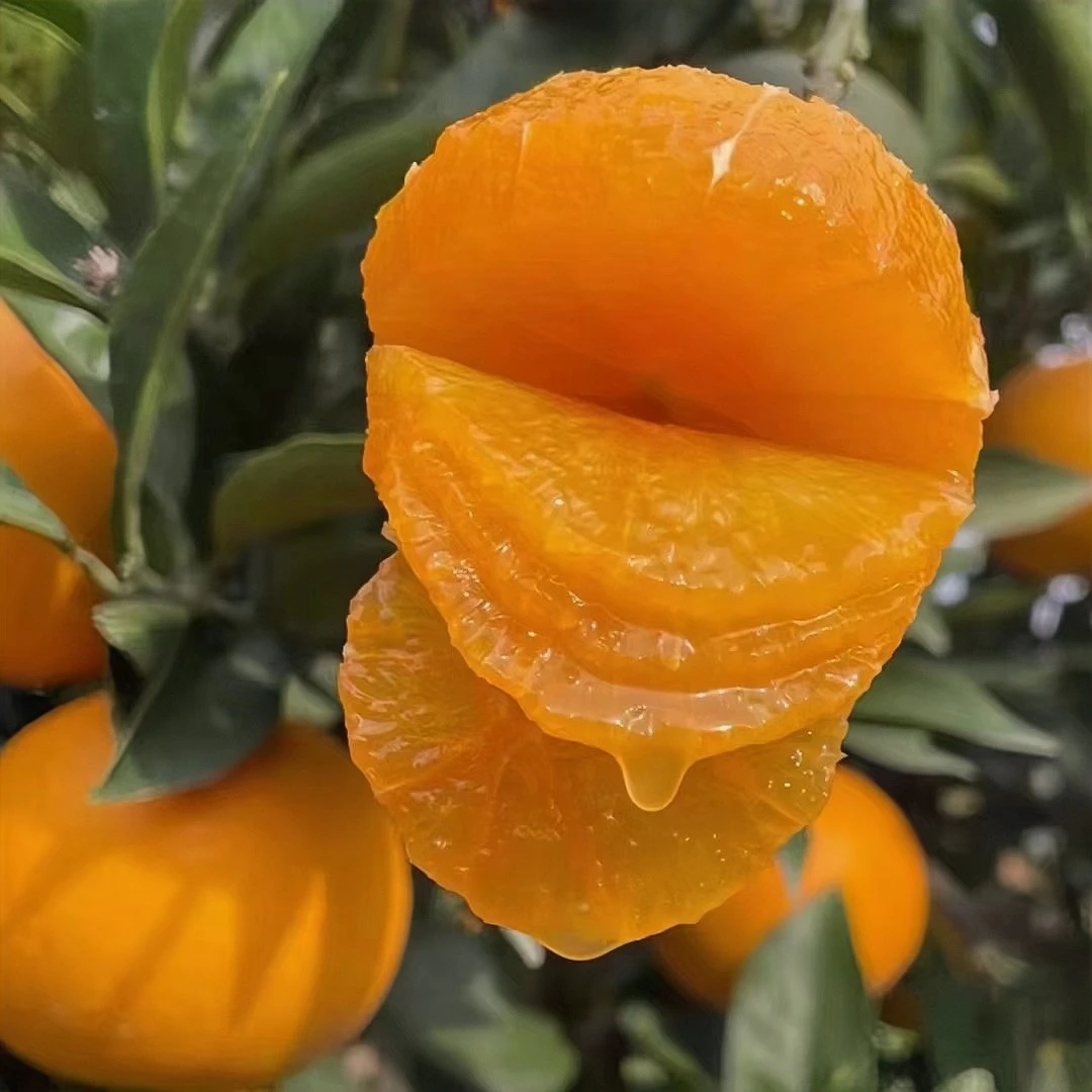 现摘正宗秭归九月红脐橙当季新鲜水果橙子水分充足果冻橙包邮