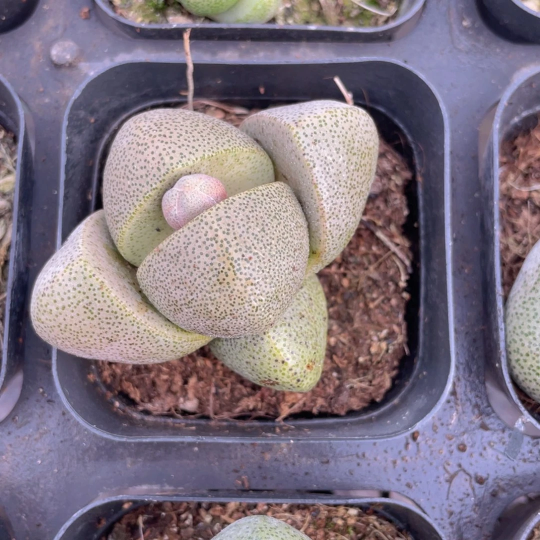 绿元宝多肉9.9包邮发货