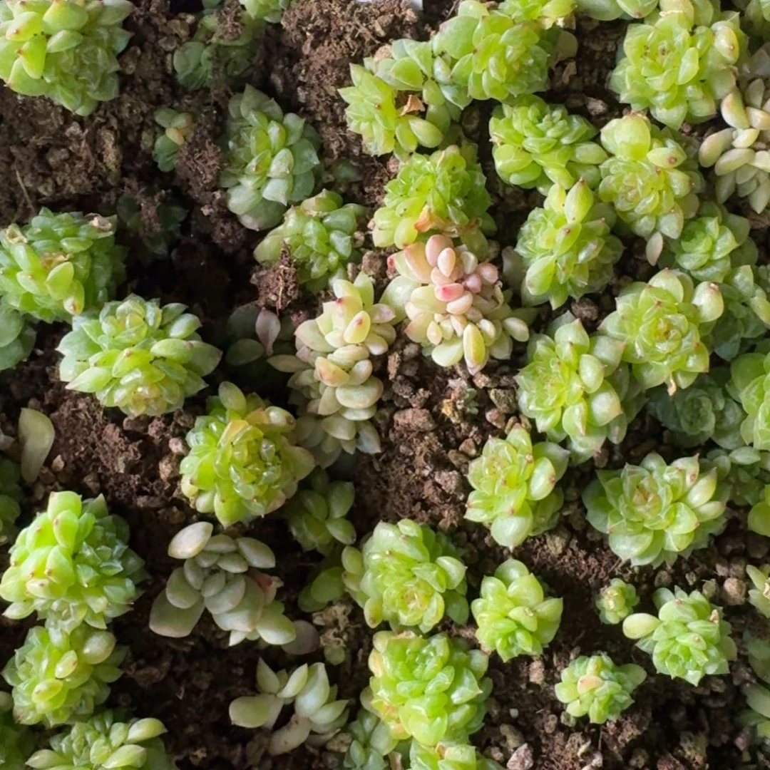 0125-22-绿野仙踪双头起