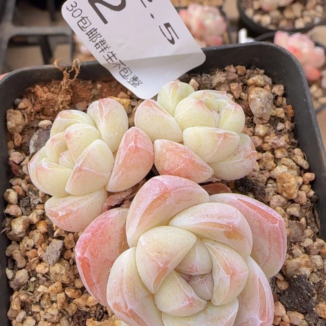 冰玉三头老桩一颗脱土