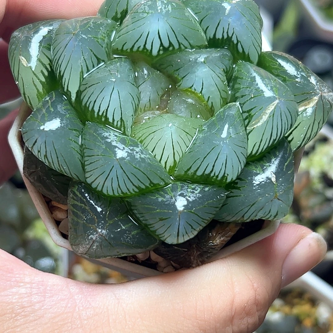 实生巨窗母本十二卷多肉