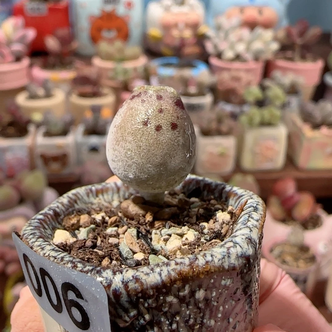 粉丸海豹 盆口2.5cm