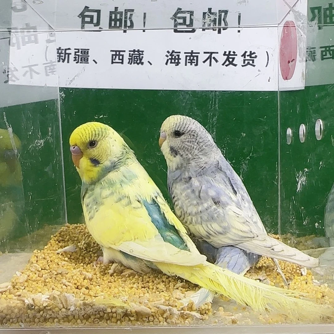 虎皮鹦鹉大头鹦鹉