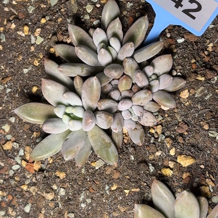 多肉植物彩体哥特042