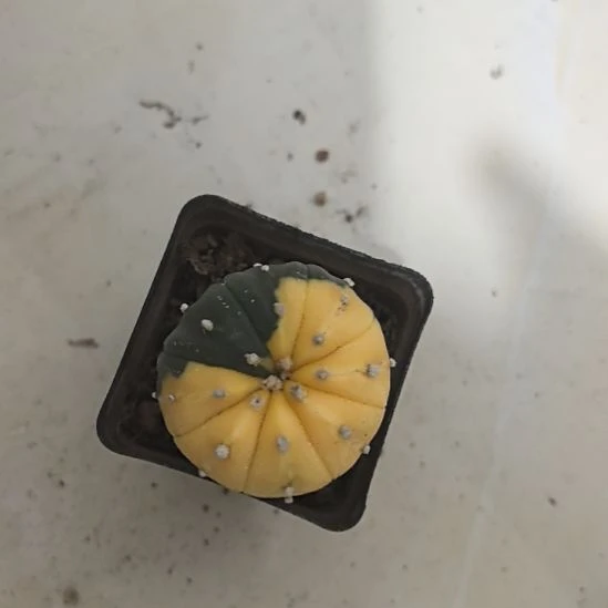 小***满一物一拍，实生兜锦