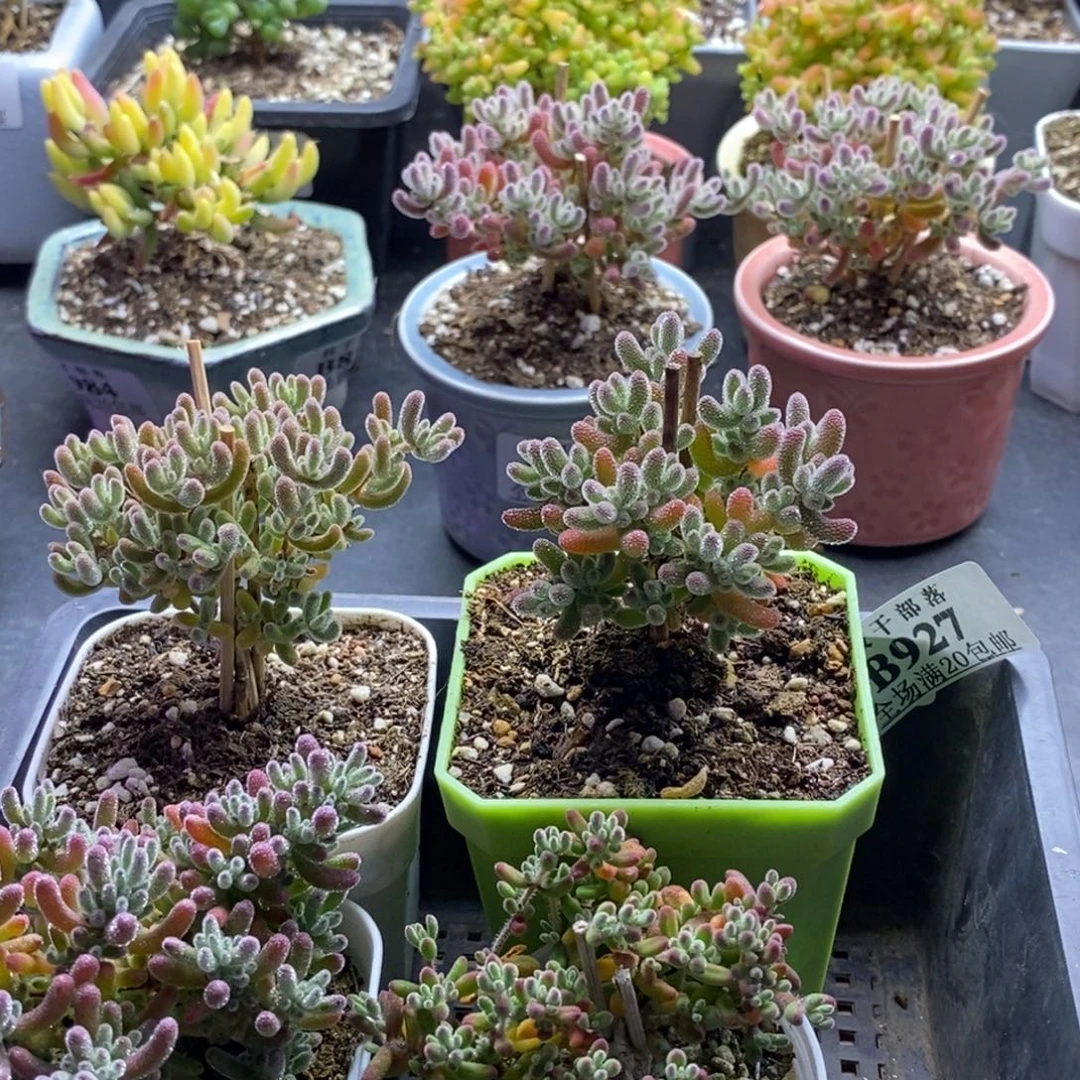 へ****927套餐 。