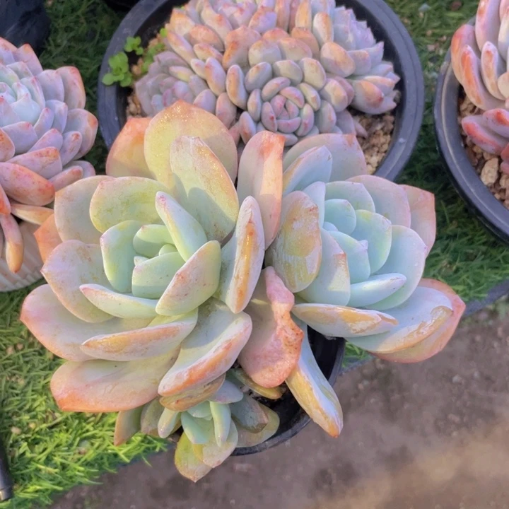 三头奶茶老桩 花仙子