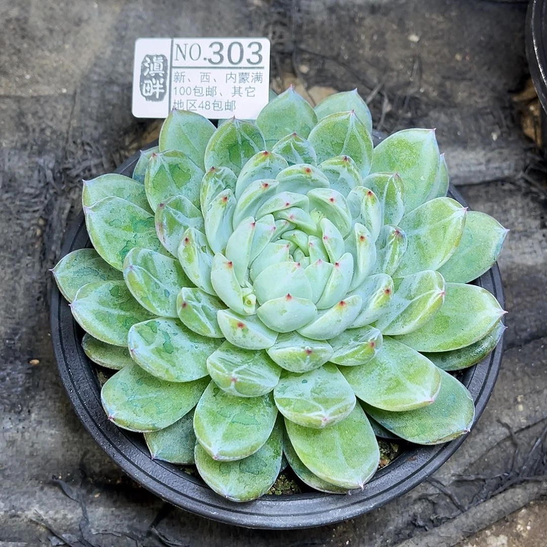 303………………………………冬云