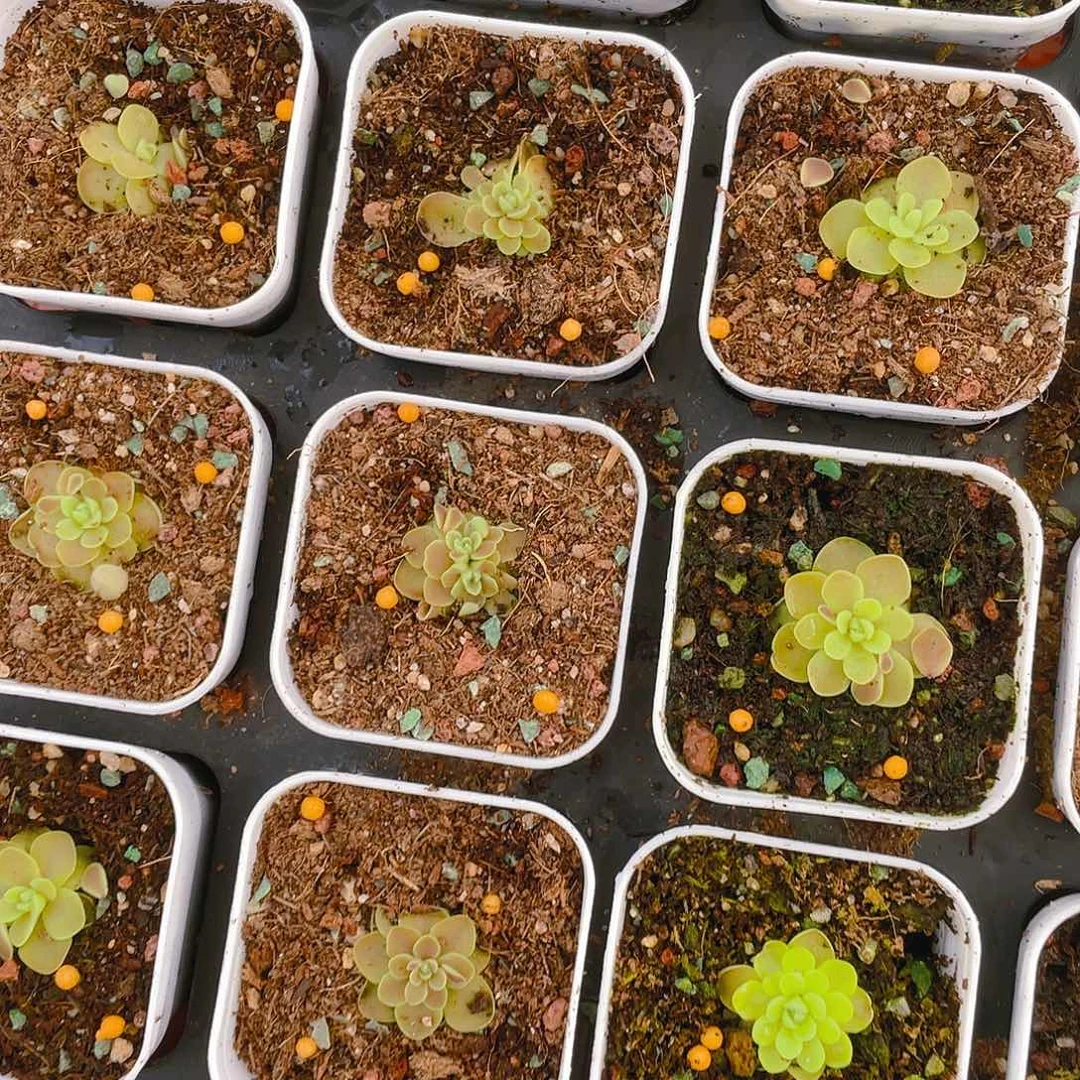 爱丝石灰岩捕虫盆一个满25包邮