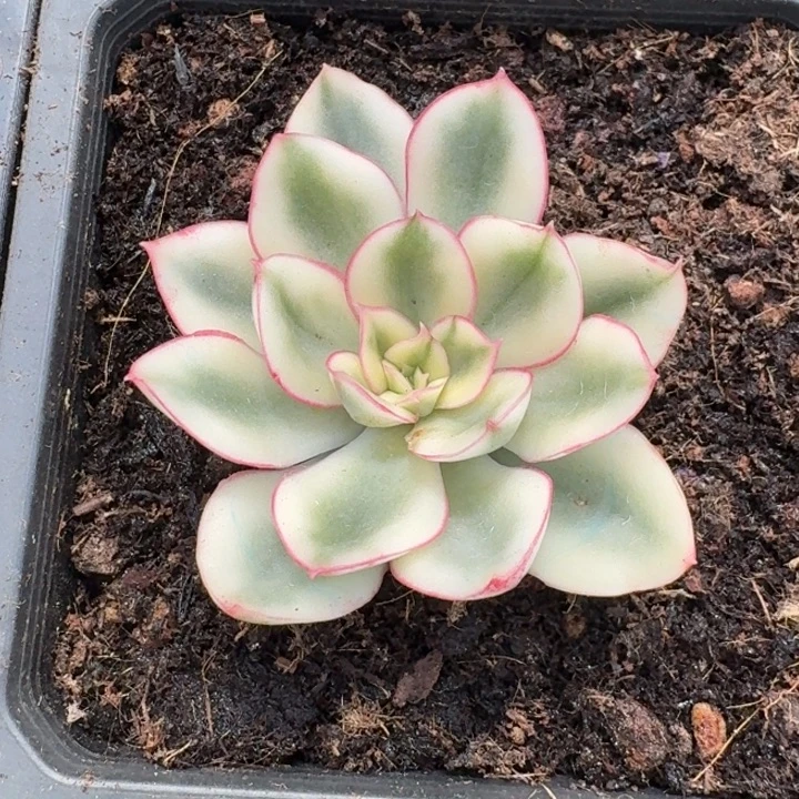 红花女王头盖无根