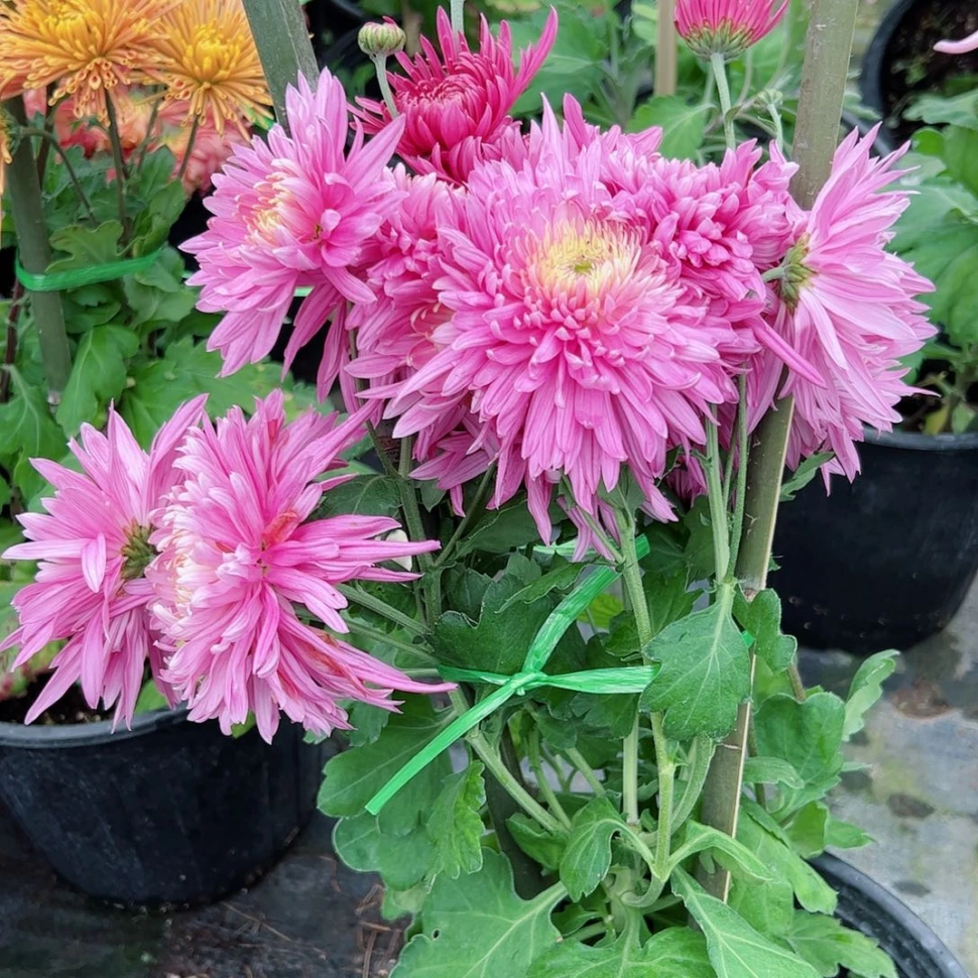 完全开放恒水桃花土球发