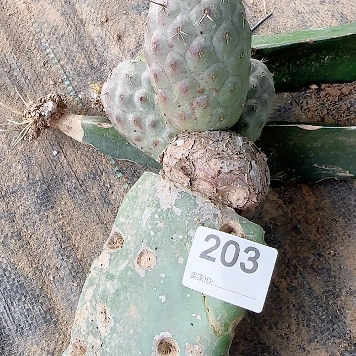 处理巨型习志野203