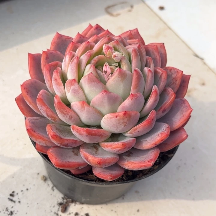 大*糖68 00000000000