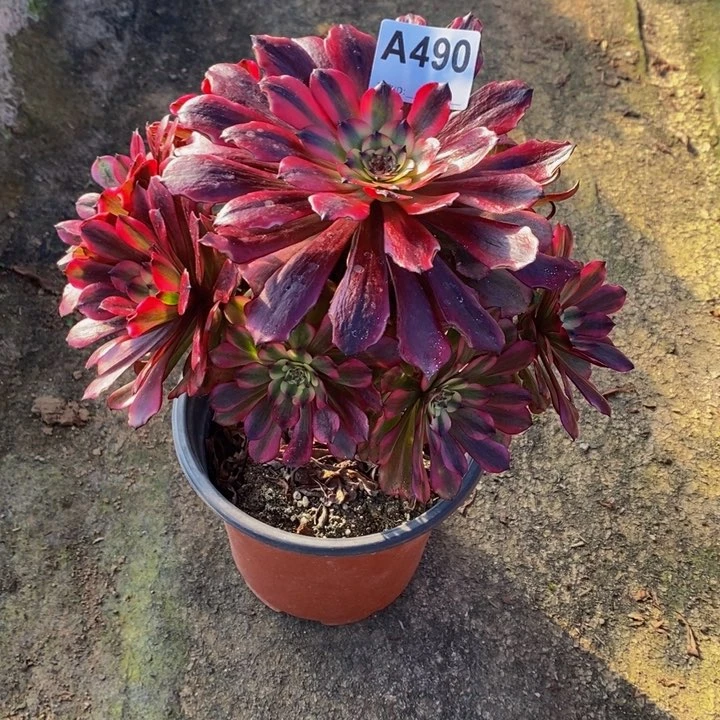 月蝉多肉植物490