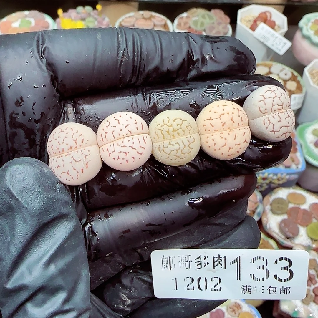 生石花满18包邮1202-133