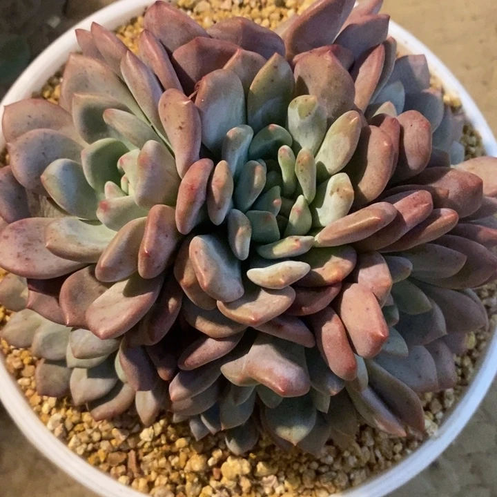 L***y爱丽儿888888888888