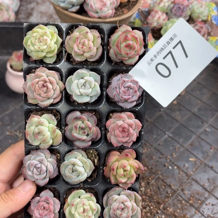 077。                 b