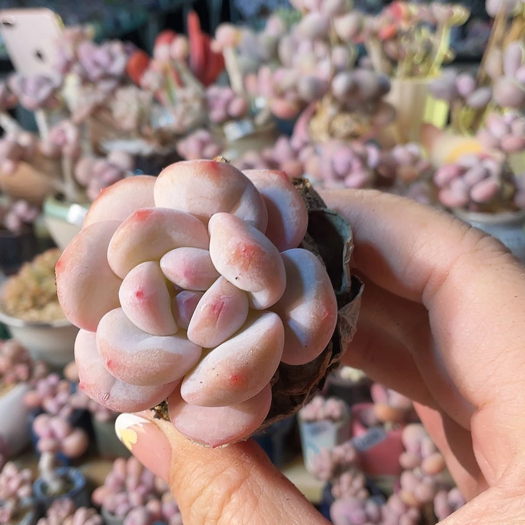 奶****❤多肉植物的生长发育与生长