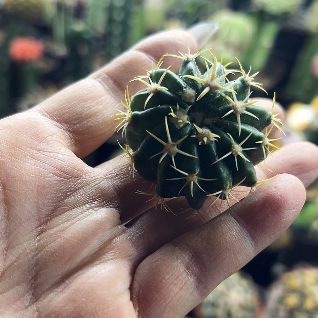 武藏林波侧牙仙人球1111111111