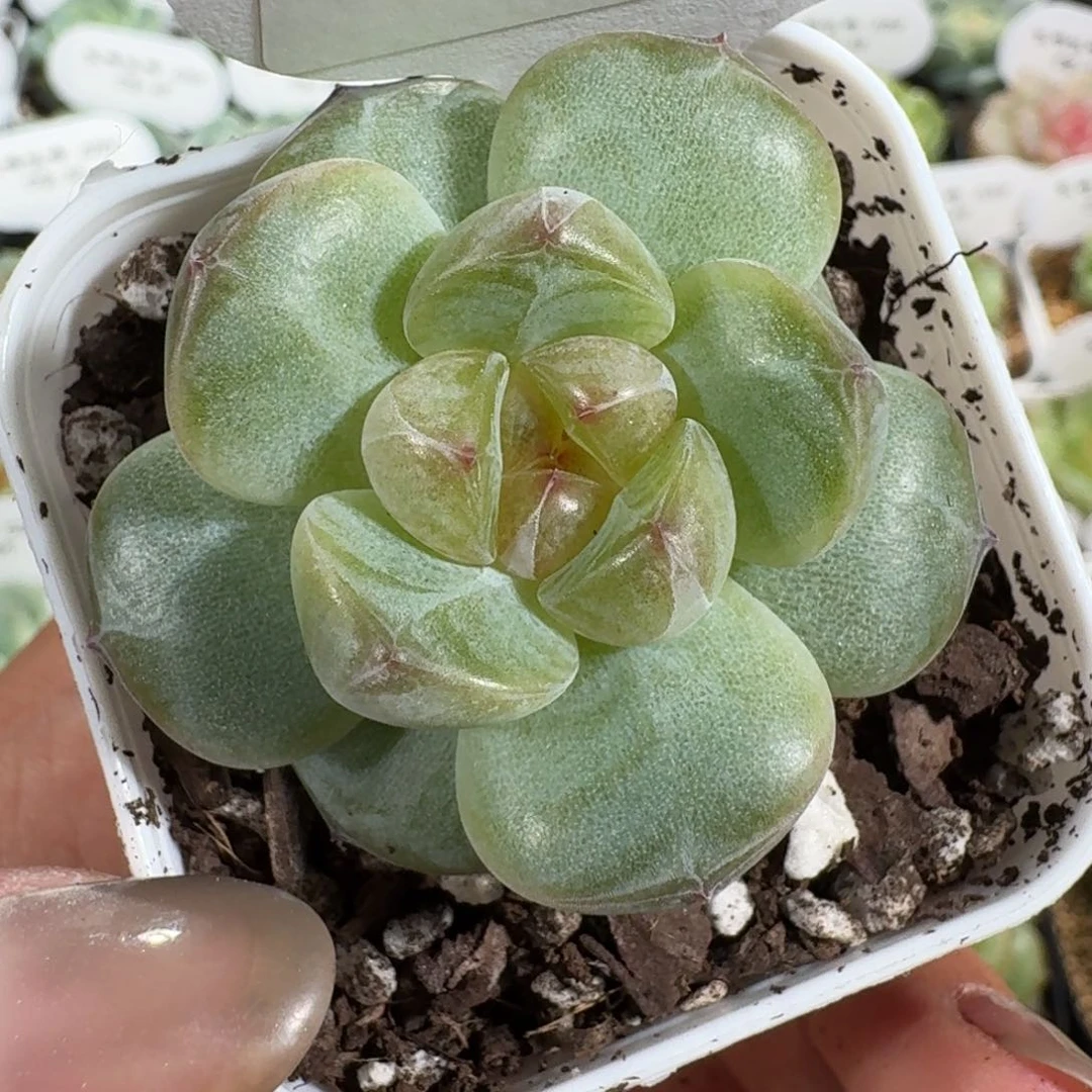 0701-088-胖东东单头