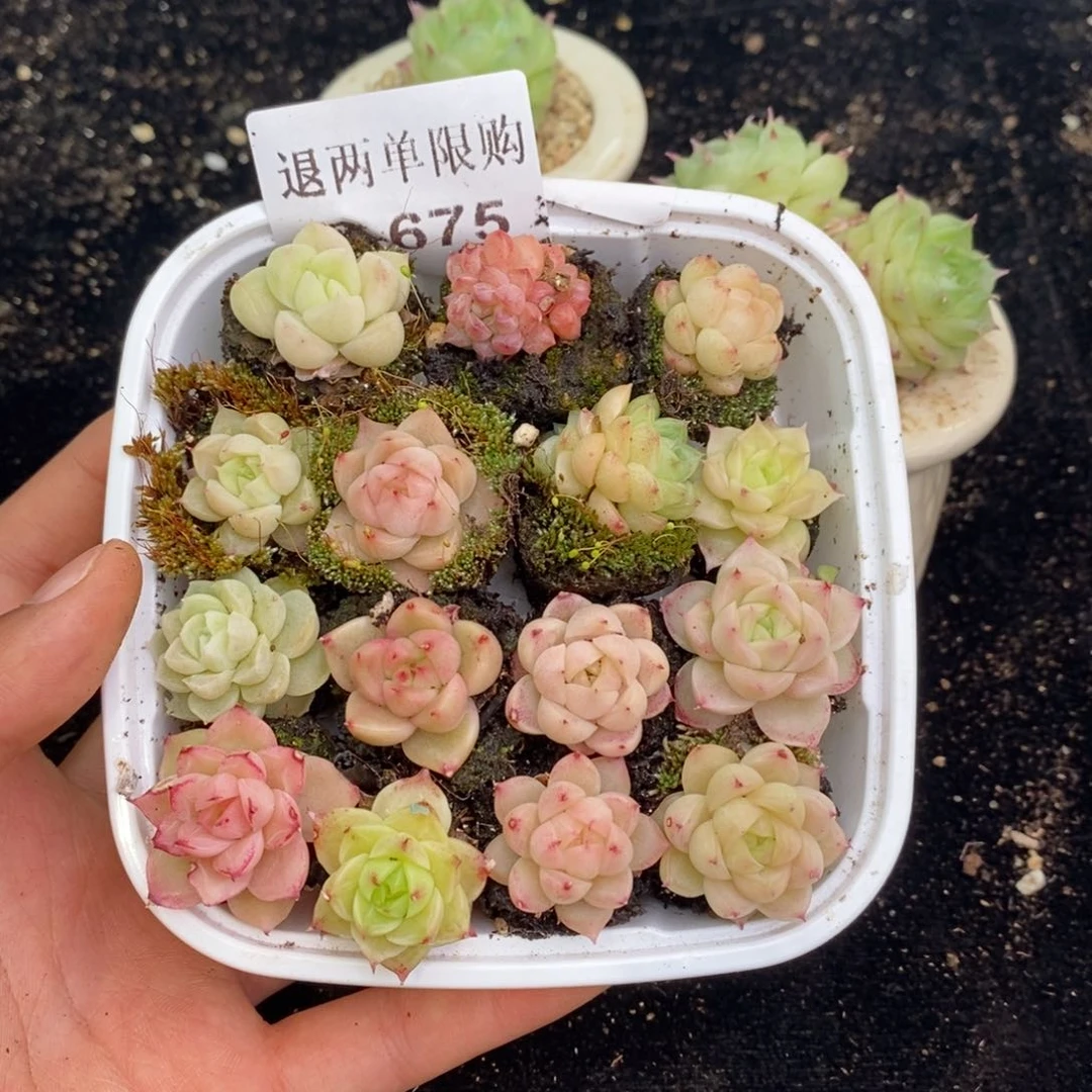 2-675 新疆西藏内蒙不发其他12.8包邮两到三公分多肉