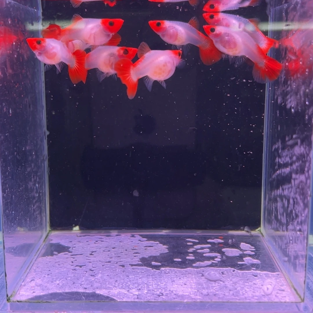 孔雀鱼红头玻璃猫8母