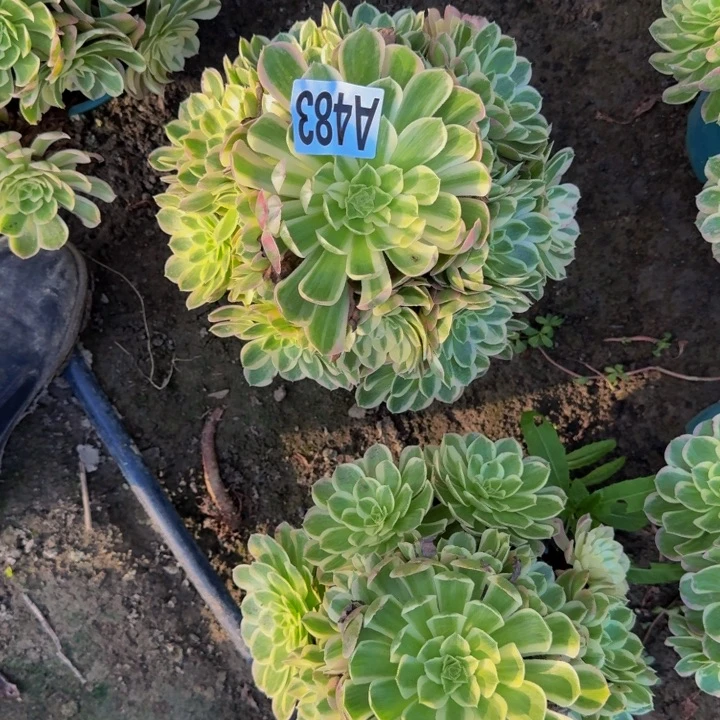 海王花30-35包邮花花