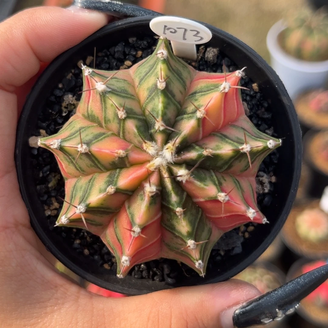 1073 泰系米哈 带盆土发货