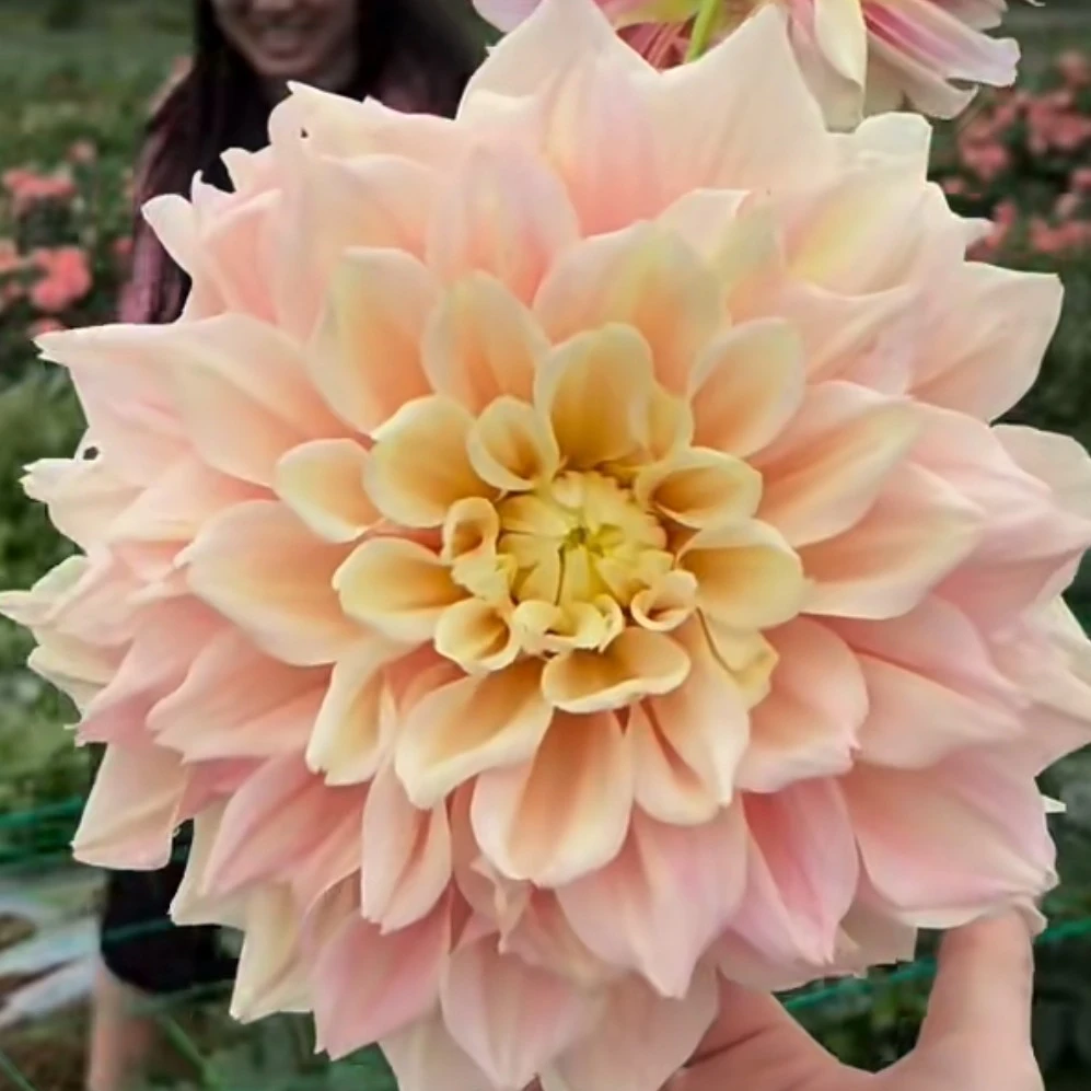 [破晓]具花型进口大丽花种球