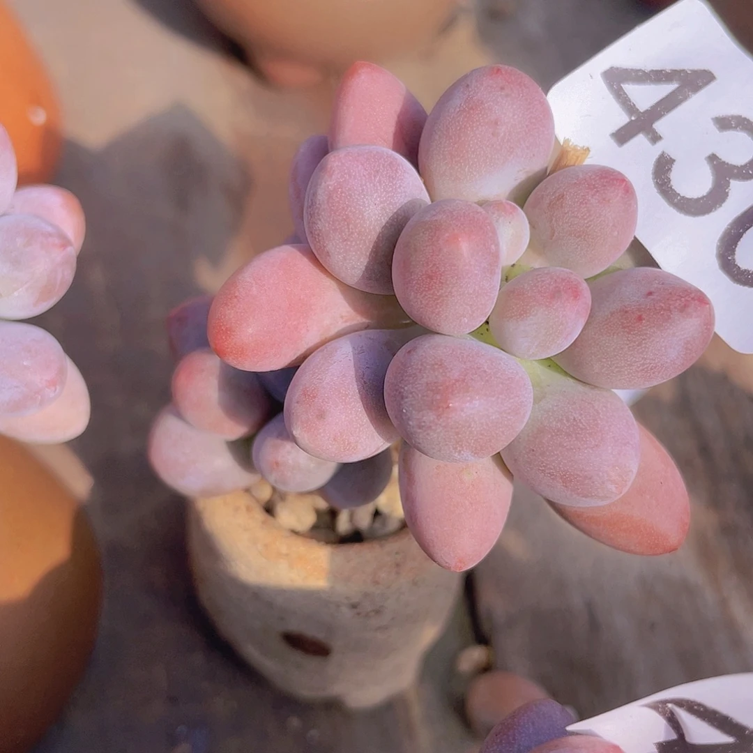 奶尖多肉植物多肉