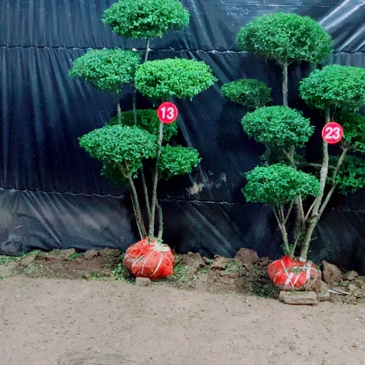 不开花植物一物一拍一个一个