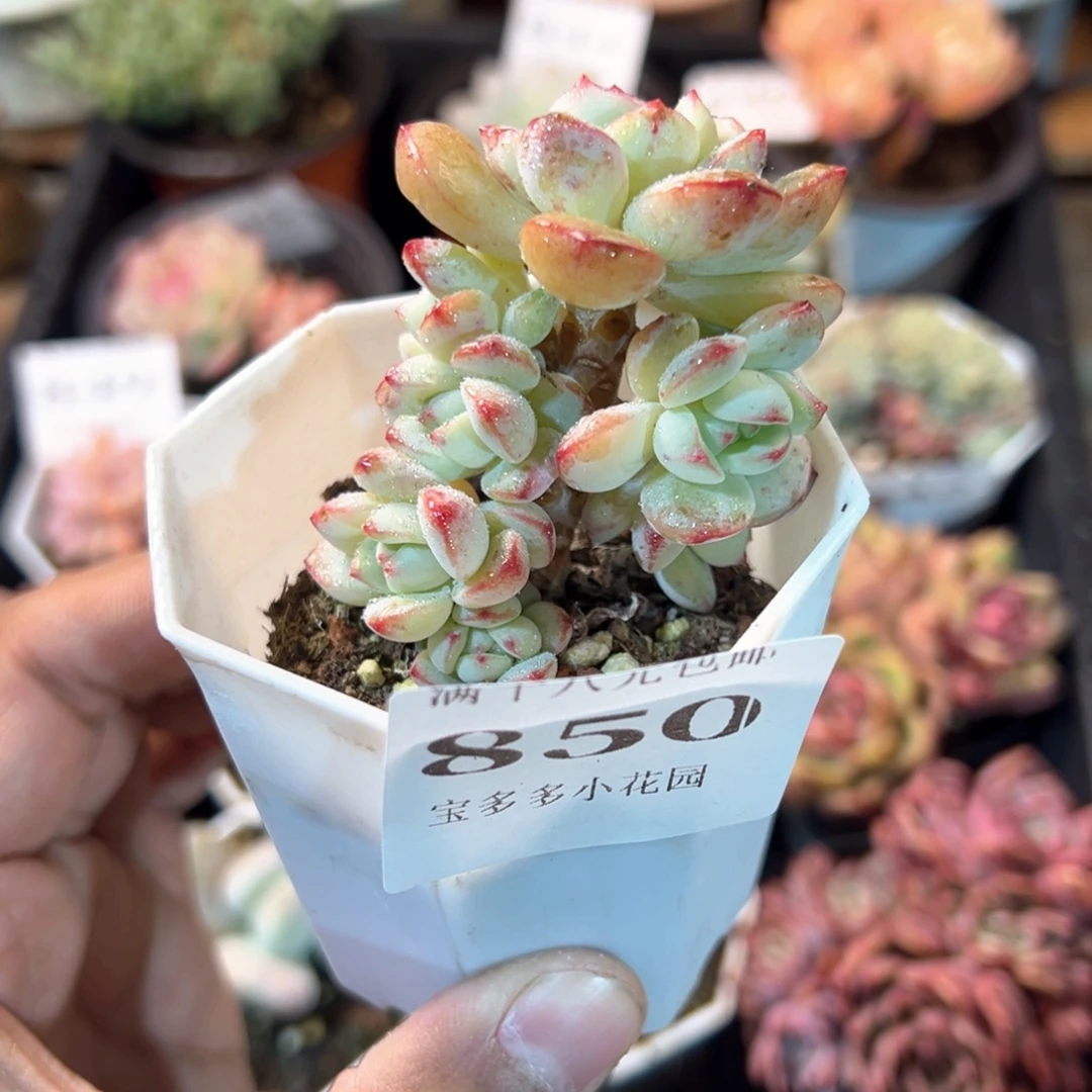 850号老庄香草群一物一拍满18包邮