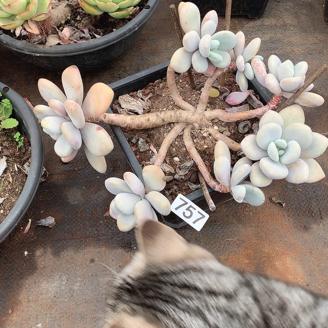 757拉拉奶一物一拍多肉