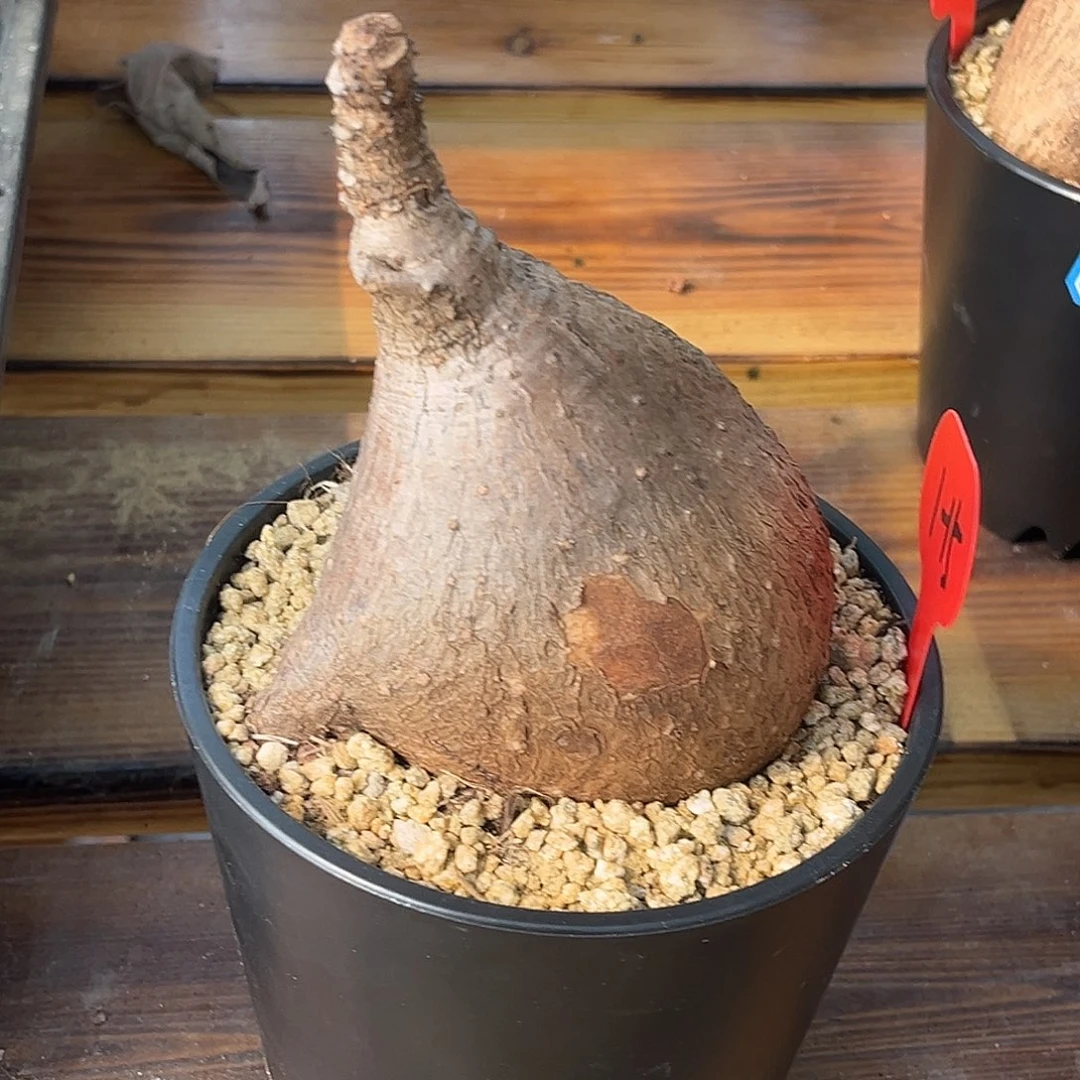 精品奇异油柑，矮胖造型