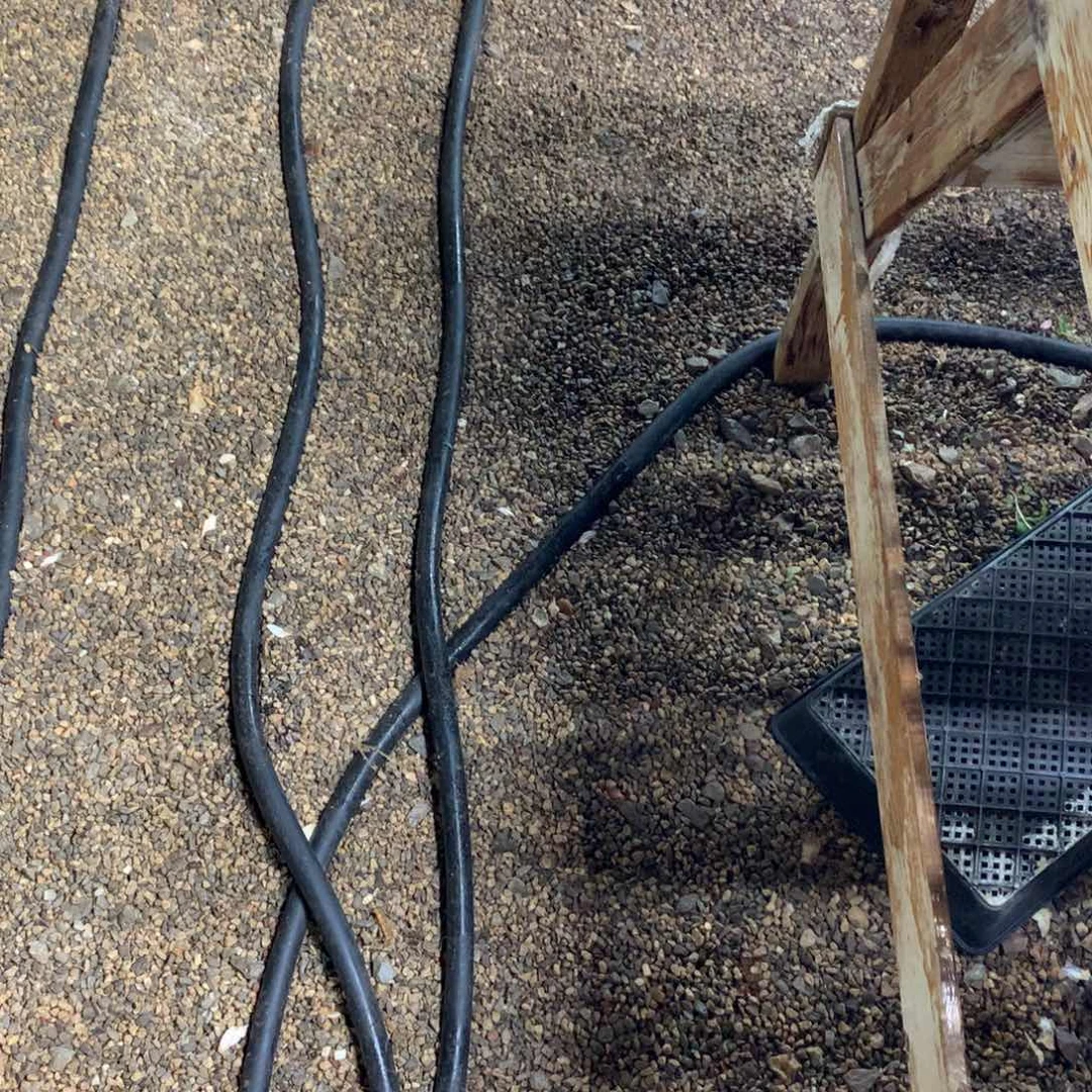 飞***鱼多肉植物东云珍妮