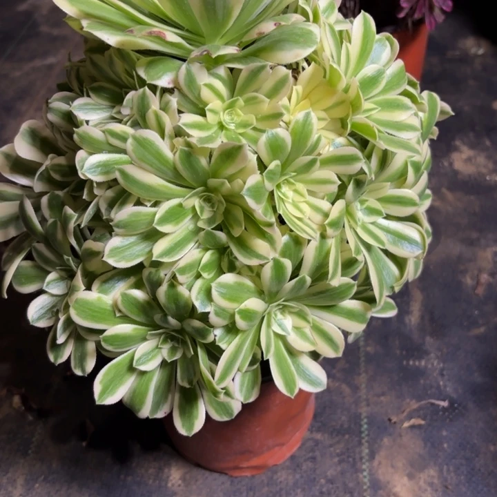 瑞妈，。。。。。569。迈，