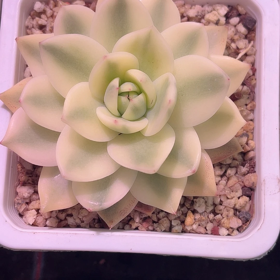 尚品园艺福利西施白锦