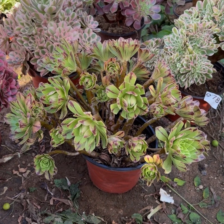 碧火多肉植物不包损000