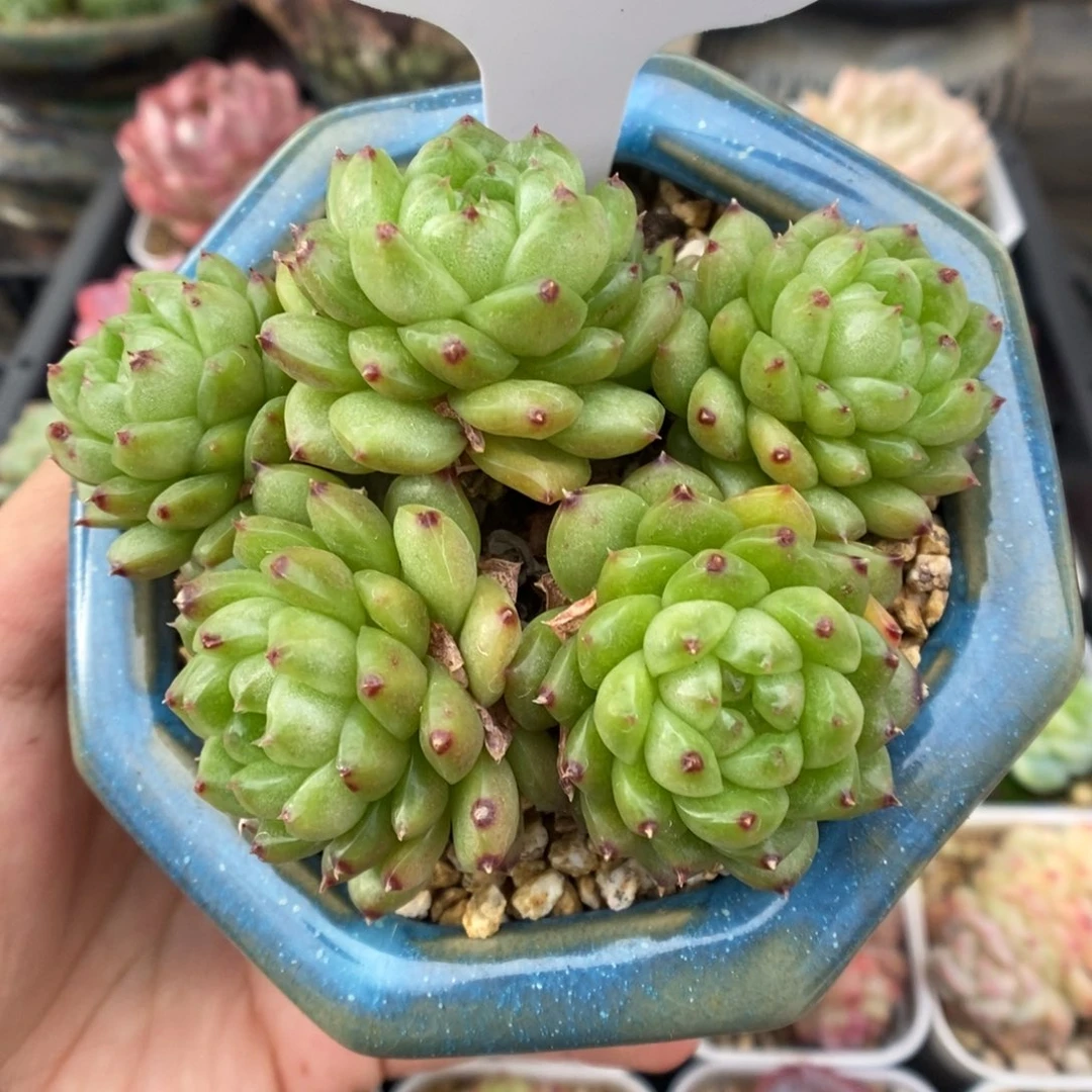 灯泡珍妮群生508号。