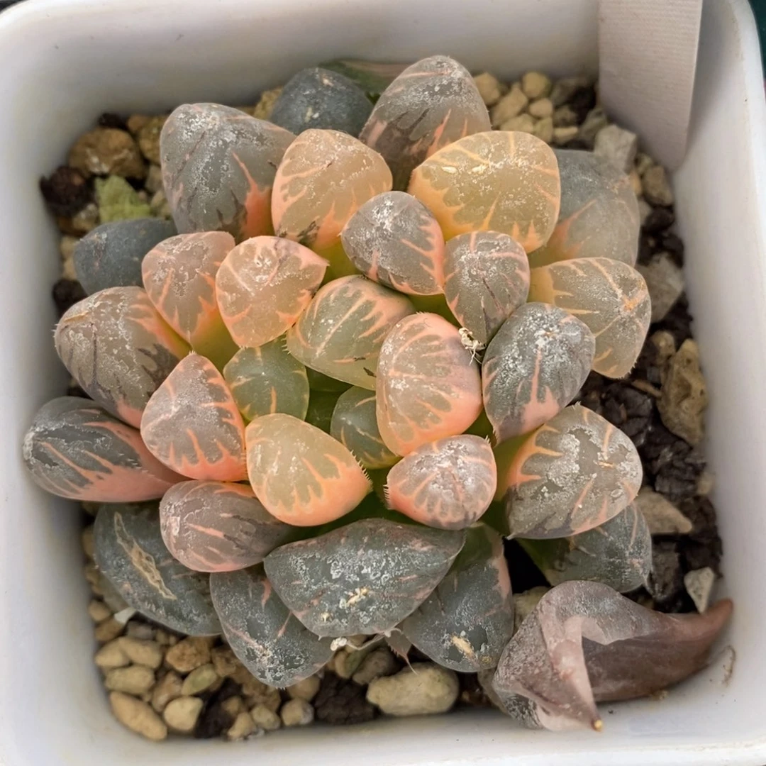 一颗实生糊斑玉露锦