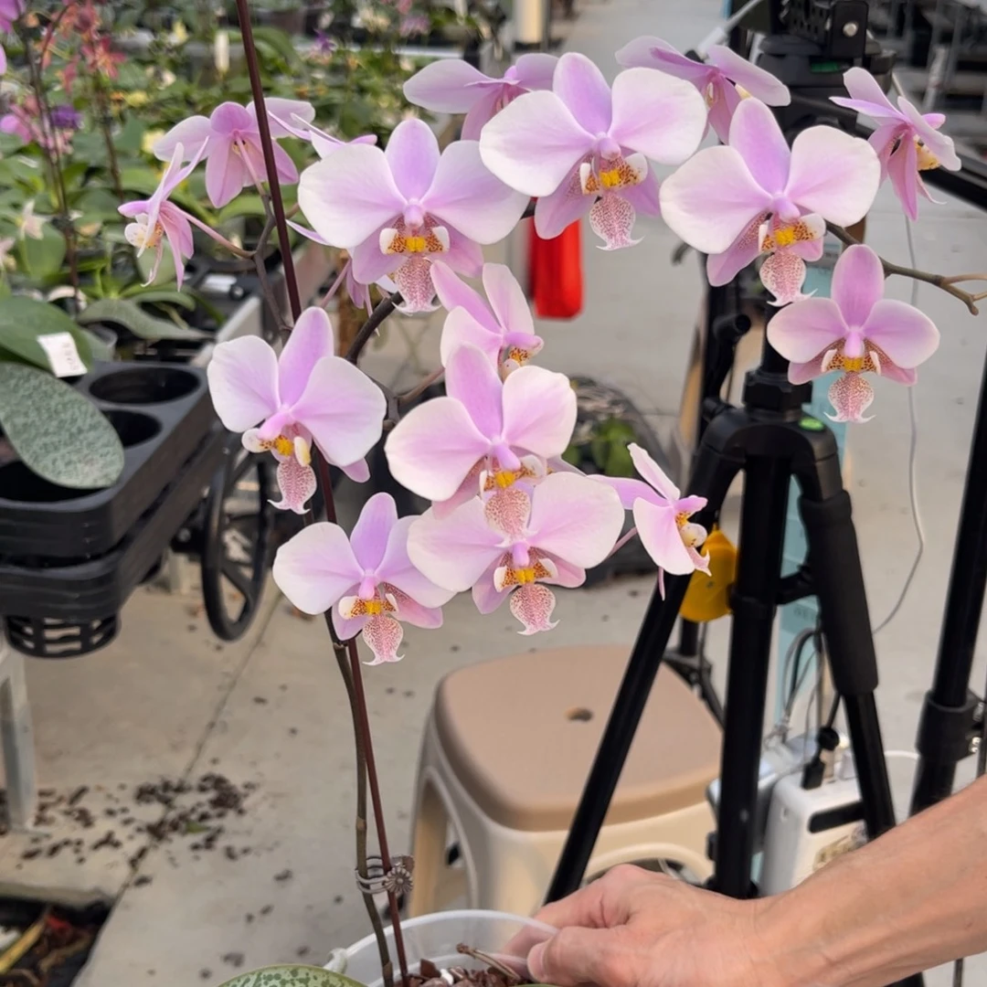 大部分花苞少量开放22HN